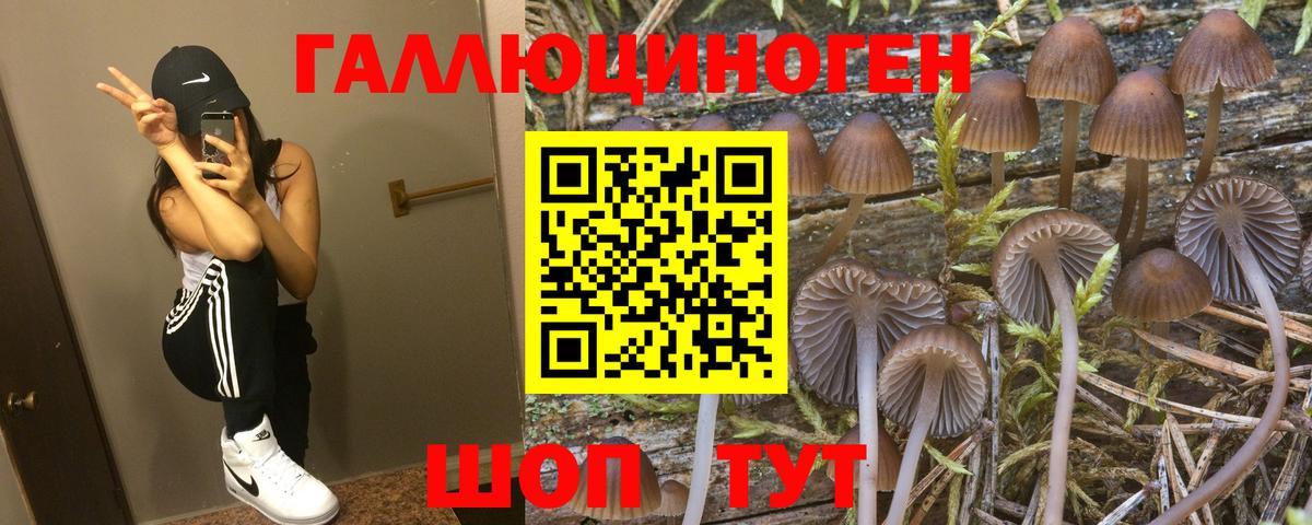 Иваново  Галлюциногенные грибы Psilocybine cubensis  Вход с VPN 